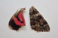 Catocala coniuncta