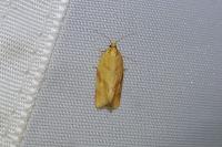 Clepsis pallidana