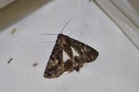 Aedia leucomelas