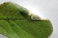 Parornix torquillella