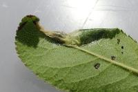 Parornix torquillella