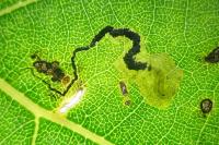 Stigmella trimaculella