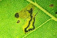 Stigmella trimaculella