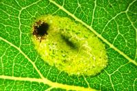 Phyllonorycter comparella