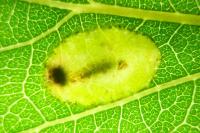 Phyllonorycter comparella
