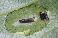 Phyllonorycter comparella