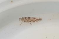 Phyllonorycter comparella