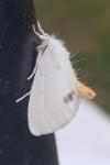 Sphrageidus similis