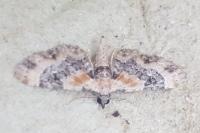 Eupithecia linariata