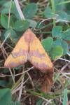 Atethmia centrago