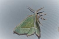 Campaea margaritaria