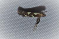 Calybites phasianipennella