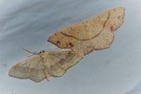 Cyclophora punctaria