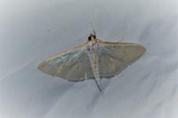 Palpita vitrealis