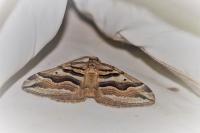 Scotopteryx peribolata