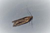 Mirificarma mulinella