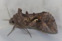Autographa gamma
