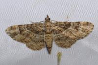 Gymnoscelis rufifasciata