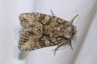 Dryobotodes monochroma