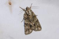 Acronicta rumicis