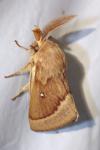 Lasiocampa trifolii