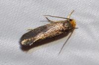 Cephimallota crassiflavella