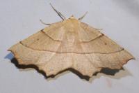 Gerinia honoraria
