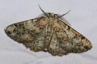 Cleorodes lichenaria