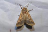 Helicoverpa armigera