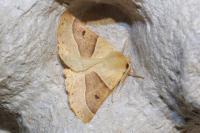 Crocallis elinguaria