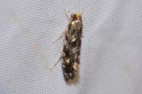 Nemapogon cloacellus/ruricolella