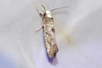 Paraswammerdamia albicapitella