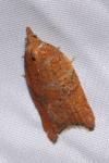 Acleris rhombana