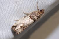 Notocelia incarnatana