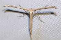 Emmelina argoteles/monodactyla