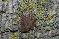 Amphipyra berbera/pyramidea