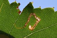Stigmella betulicola
