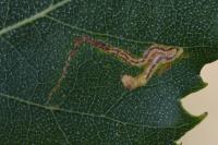 Stigmella betulicola