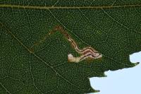 Stigmella betulicola