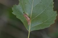 Phyllonorycter ulmifoliella