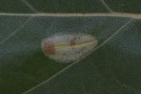 Phyllonorycter ulmifoliella