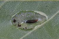 Phyllonorycter ulmifoliella