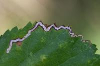 Stigmella aurella