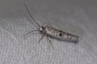 Yponomeuta plumbella