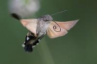 Macroglossum stellatarum