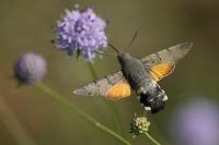Macroglossum stellatarum