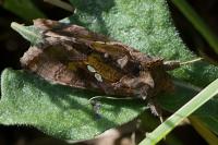 Chrysodeixis chalcites