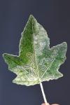 Phyllocnistis xenia