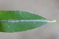 Phyllocnistis saligna