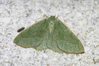 Hylaea fasciaria